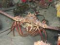langouste royale 2